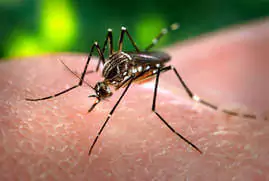 mosquito control