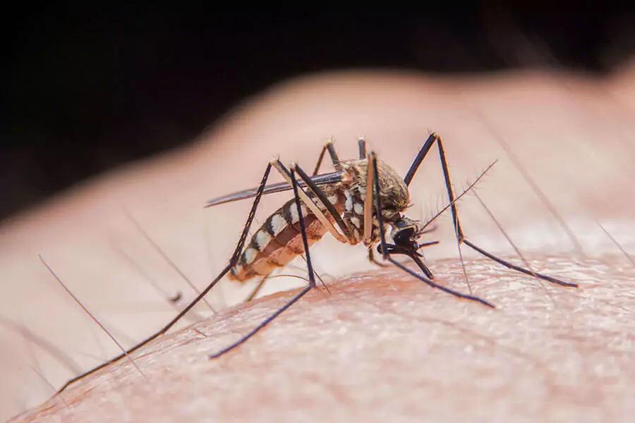 A mosquito is trying to bite