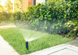 Watering small trees with a sprinkler system on a lawn