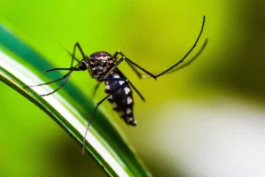 mosquito control in your yard