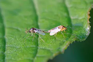 mosquito control company near me
