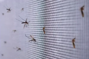Aedes Aegypti Netting for controlling mosquitoes